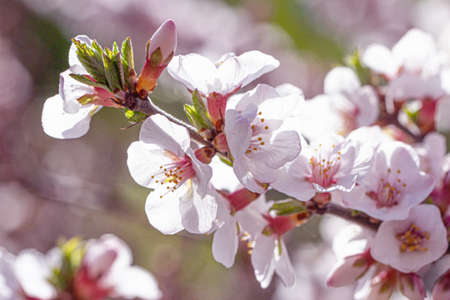 Cherry blossom branch in the park on a sunny spring day. Bokeh, selective soft focus, blurred effect.の写真素材