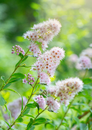 Blooming willow Spiraea in the summer garden with beautiful blurred bokeh green nature background. Ornamental plant. Macro. Selective focusの写真素材