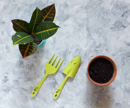 Preparation for transplantation of the flower codieum croton. Ceramic pots with flower, soil and tools for transplanting on a gray table.の写真素材