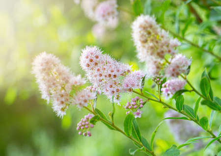 Blooming willow Spiraea in the summer garden with beautiful blurred bokeh green nature background. Ornamental plant. Macro. Selective focusの写真素材