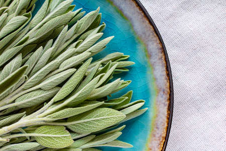 Green sage, sage leaves on a blue porcelain plate. Top view. Macro. Fresh natural color leaves. Selective focus.の写真素材