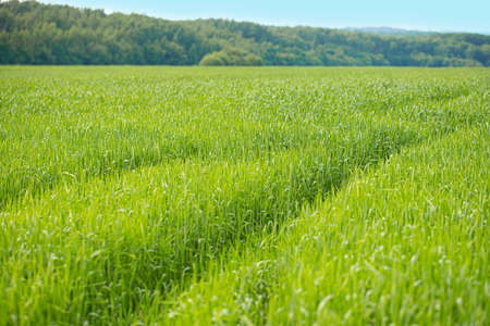 A field of young wheat on a sunny summer dayの写真素材