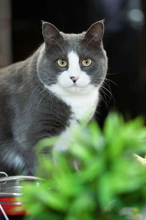 A gray cat with a white chest sits on the windowsill and looks into the camera.の写真素材