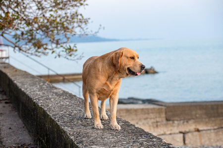 Labrador dog standing on stone promenade on the background of the sea on autumn evening and looking at the seaの写真素材