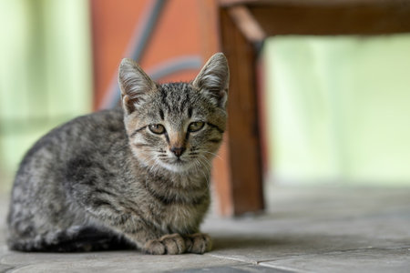 A stray striped hungry kitten sits on the floor and looks at the cameraの写真素材