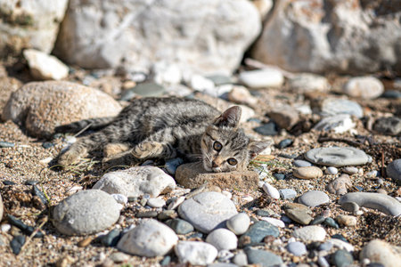 A brown stray striped kitten lying on the pebble beach and looks at the camera, In the rays of the sunの写真素材