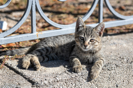 A brown stray striped kitten lying on a stone curb and looks at the camera, In the rays of the sunの写真素材