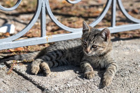 A brown stray striped kitten lying on a stone curb and looks at the camera, In the rays of the sunの写真素材