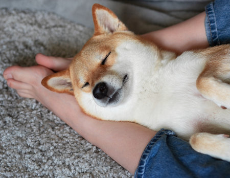 Red dog Shiba Inu sleeps soundly on his masters feet. Close-up. Trust, calm, care, friendship, love concept. Happy cozy moments of life.の写真素材