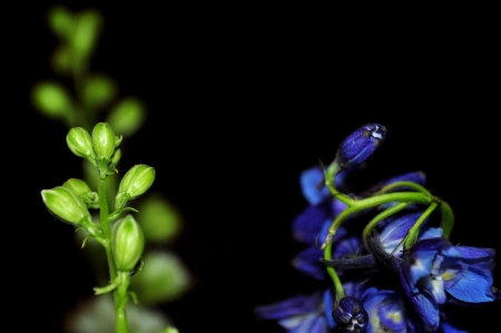 Two Plantsの写真素材