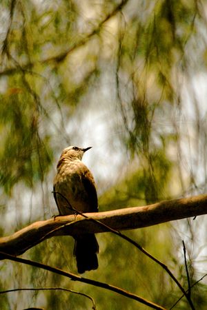 The Birdの写真素材