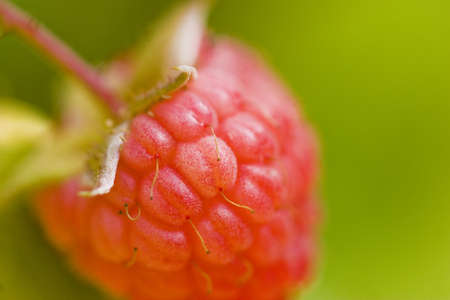 A single raspberry still on the vine.の写真素材