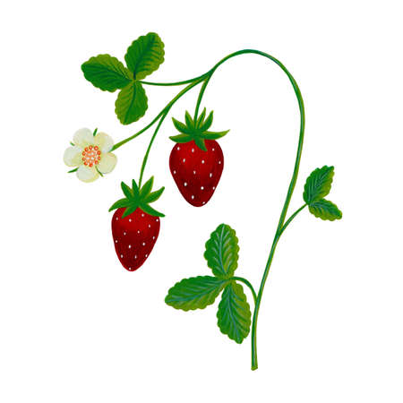 Artwork  strawberry plantの写真素材