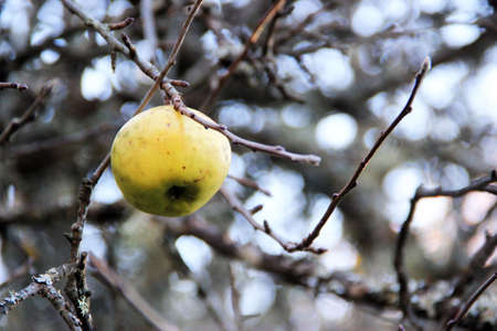 wild apple at autumn の写真素材