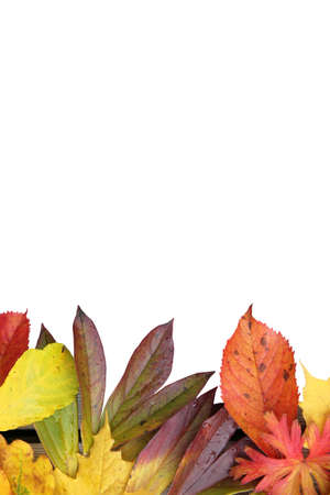 leaf of autumn borderの写真素材