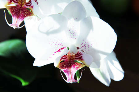 Close to an orchidの写真素材