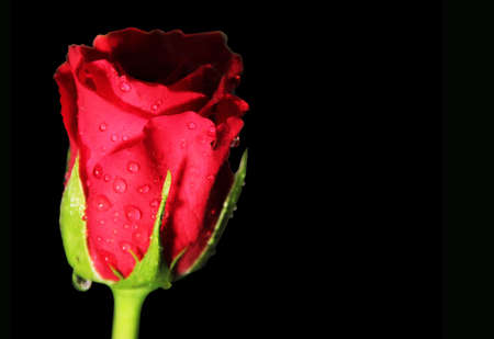 Red rose on blackの写真素材