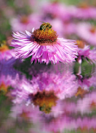 Reflection of a honeybeeの写真素材