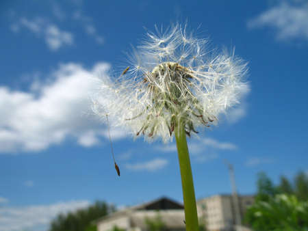 white dandelion on background of blue skyの写真素材