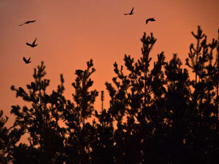 silhouettes of birds and pines against backdrop of dawnの写真素材