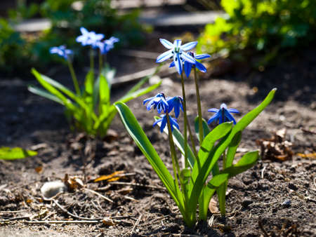 scilla or bluebell grow on flowerbed