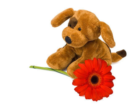 brown toy dog and red gerber on white background, isolatedの写真素材