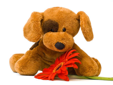 brown toy dog and red gerber on white background, isolatedの写真素材