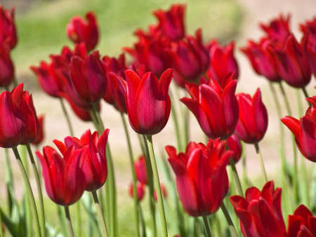 many bright decorative red tulips on flowerbed in parkの写真素材