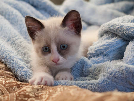 little kitten with blue eyesの写真素材