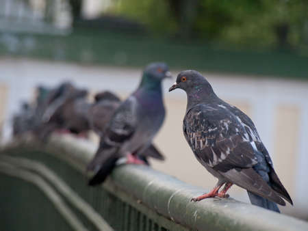 pigeons sitting on railing of bridge, focus on firstの写真素材