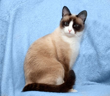 cat breed snowshoe sitting on blue backgroundの写真素材