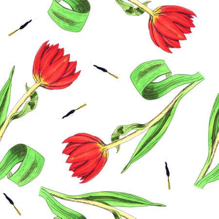 Seamless hand-drawn pattern with tulips, white backgroundの写真素材