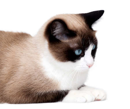 Snowshoe cat, a new breed of cat originating in the USA.の写真素材