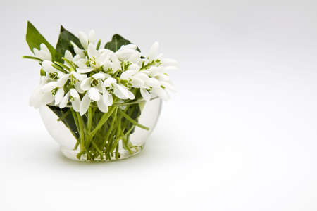 Snowdrops in a transparent vase, filled up with water.の写真素材