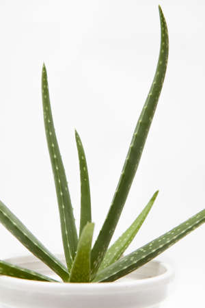 Isolated aloe vera plant in a white potの写真素材