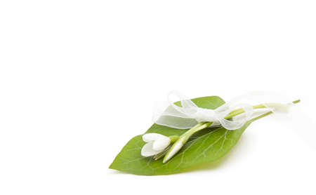 snowdrops with green leaf and a white ribbonの写真素材