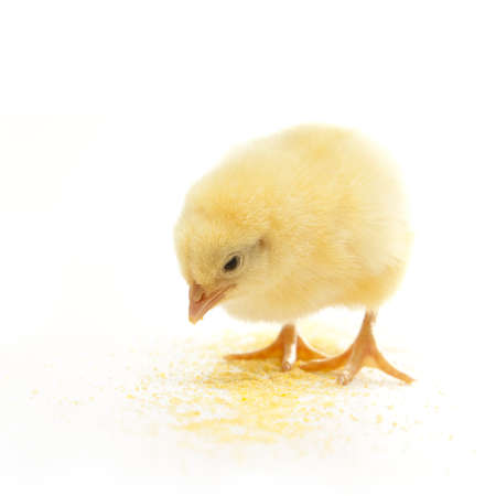 isolated chicken eating corn mealの写真素材