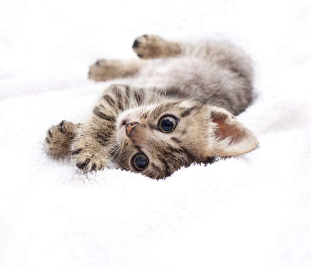 kitten laying on a white blanchetの写真素材