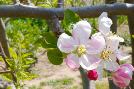 flowering treeの写真素材
