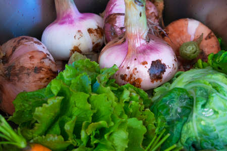 Vegetables freshly picked from the gardenの写真素材