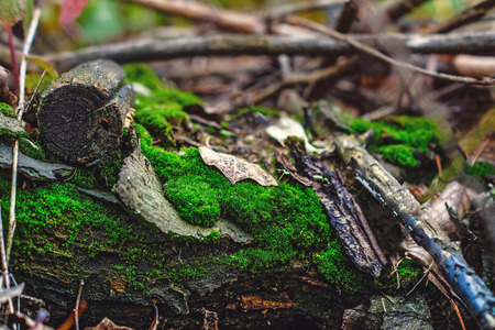 In the center of the fallen trees in the autumn has grown thick.の写真素材