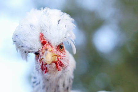 portrait of a chicken on a farm in the countryside