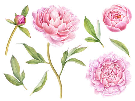 Hand painted floral elements collection. Watercolor botanical illustration of peony,buds and leaves.の写真素材