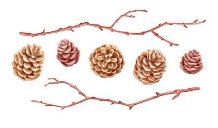 Watercolor illustration with cones and twigs. Hand drawn botanical elements.の写真素材