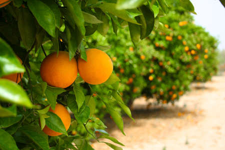 Green orange tree, lots of fruitsの写真素材
