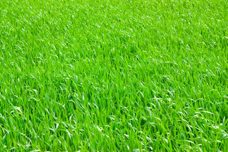 Green grass backgroundの写真素材