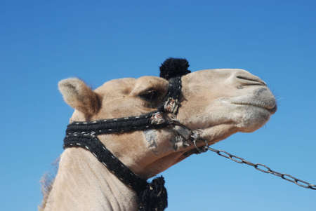 Head of camel on a background blue sky, Africaの写真素材