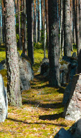 Forest path among trees and stoneの写真素材