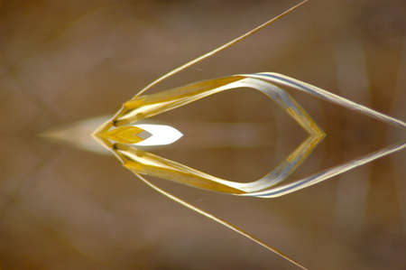 Abstract Golden Forms Pattern, coming from a fractal design.の写真素材