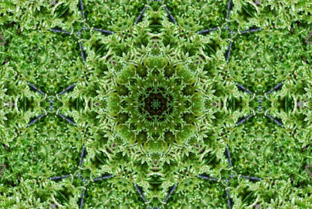 Green Moss Tile Patternの写真素材